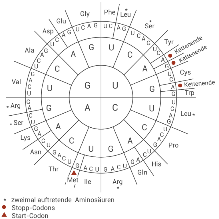 Genetischer Code-Rad mit RNA-Codons, zugeordneten Aminosäuren sowie Start- und Stopp-Codons.